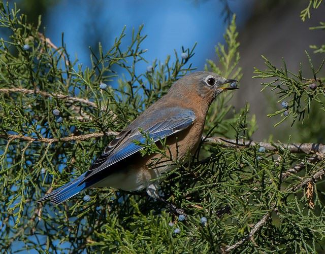 Eastern Blue Bird 