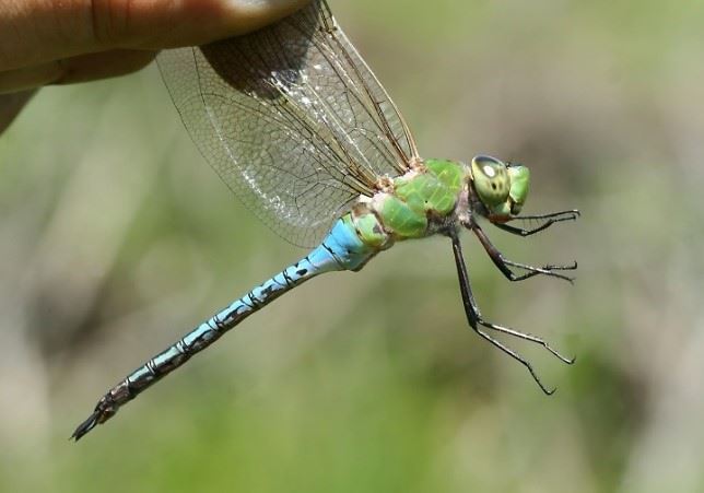 Green Darner