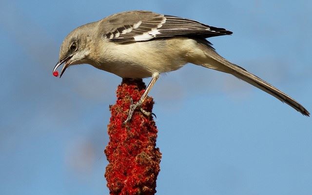 Northern Mocking Bird