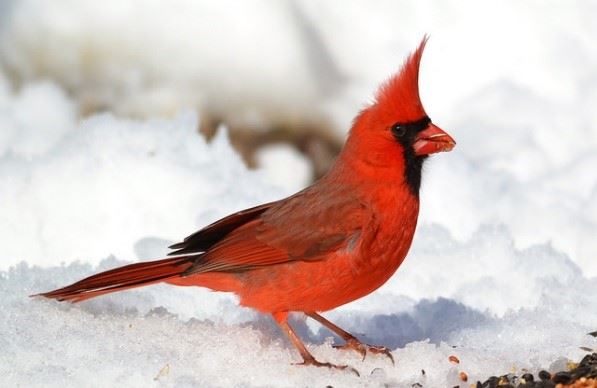 Male Northern Cardinal